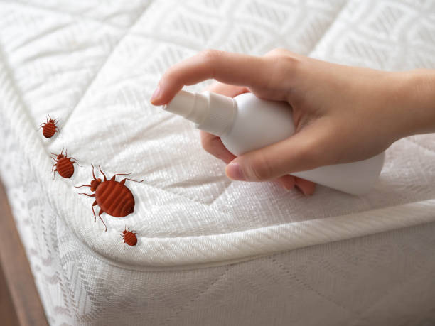Best Affordable Pest Control Services  in Ecru, MS