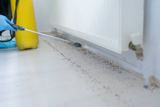 Best Bed Bug Extermination  in Ecru, MS