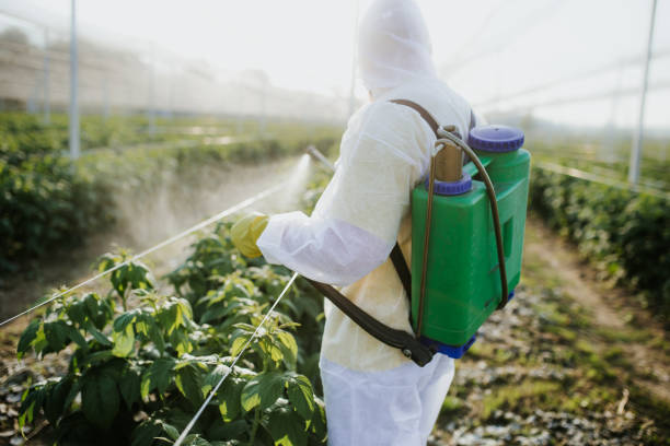 Best Local Pest Control Services  in Ecru, MS